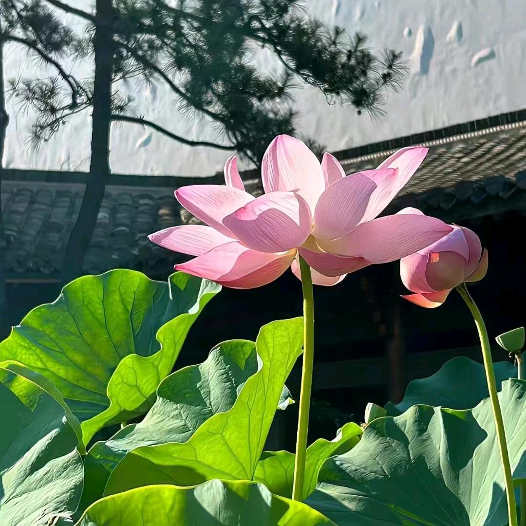 何月秋🌸