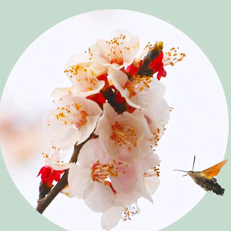 菠萝蜜