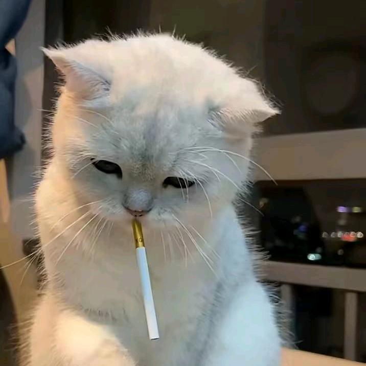 明日之后工作室 冰