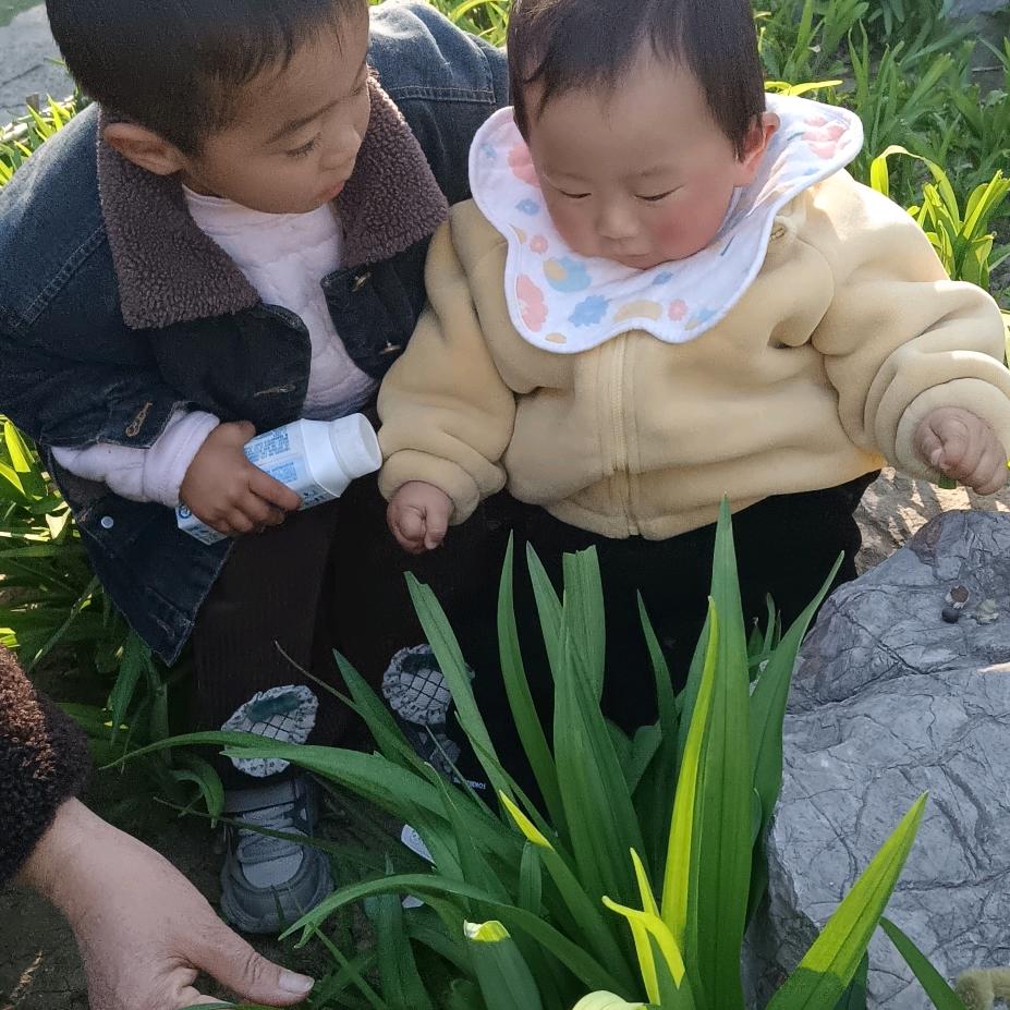 丿 百合