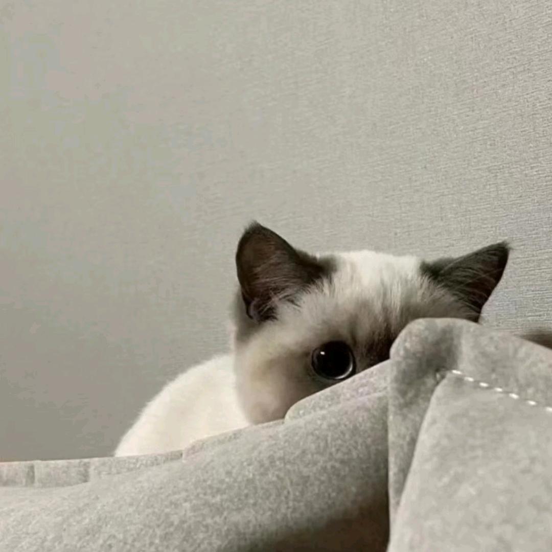 沉🌸