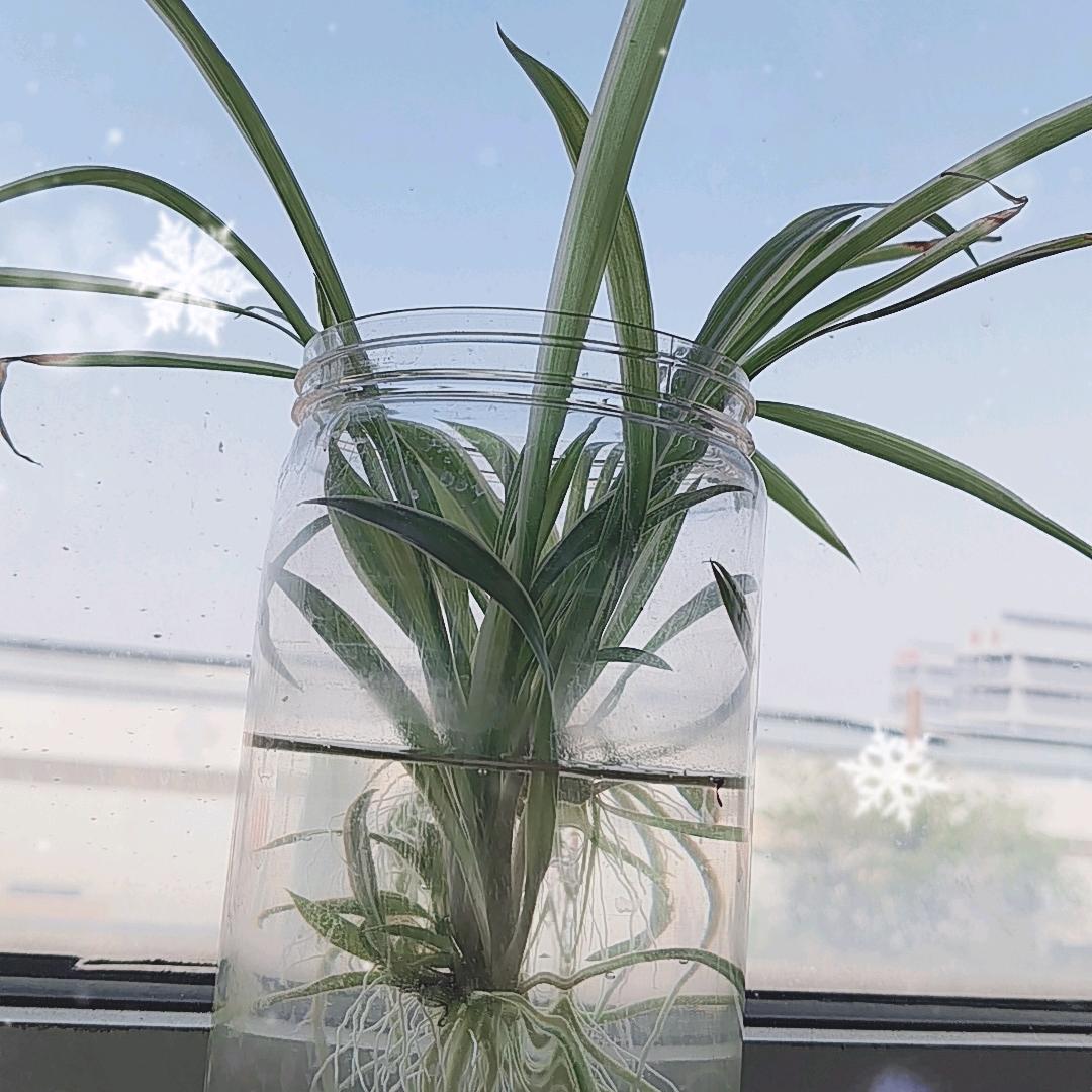 心恋无情