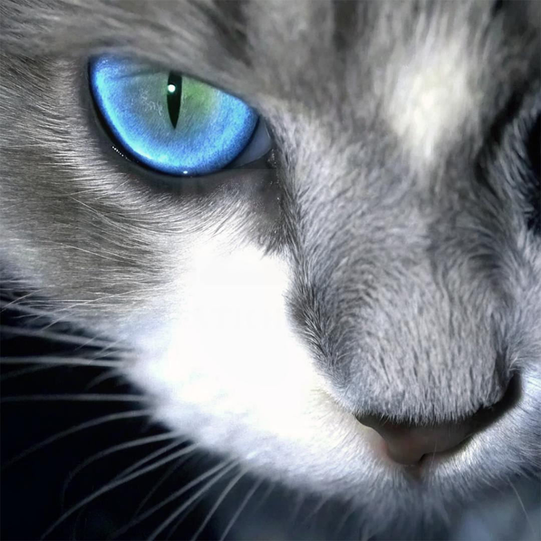 馋嘴鱼