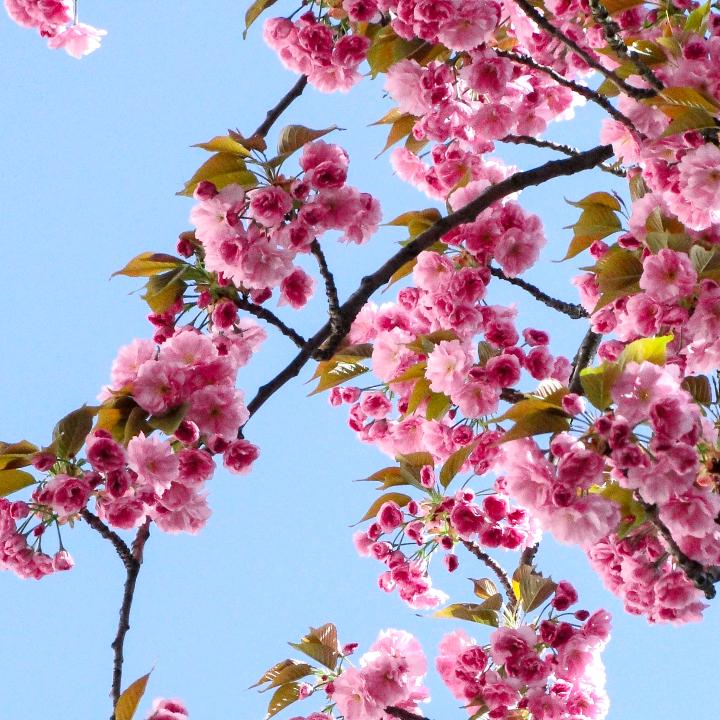 格格