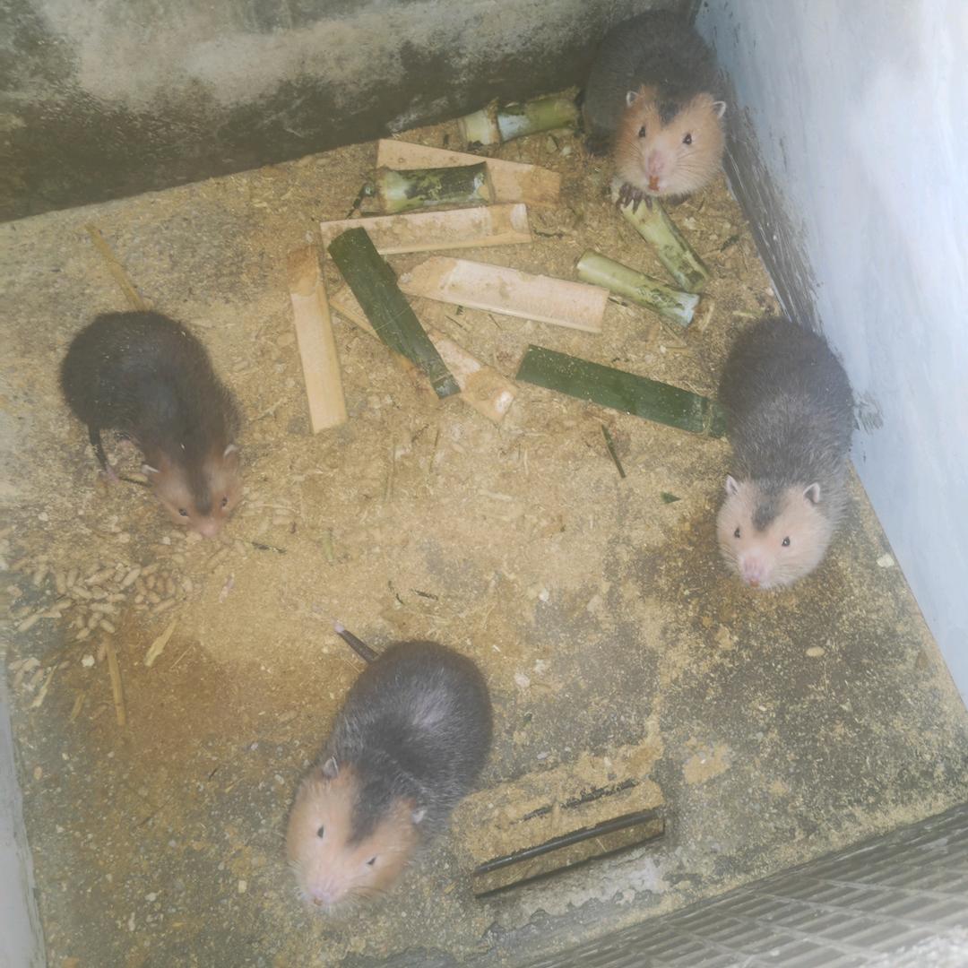 金龙竹鼠
