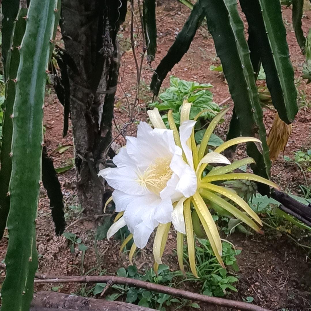 东山再起，高价回收垃圾