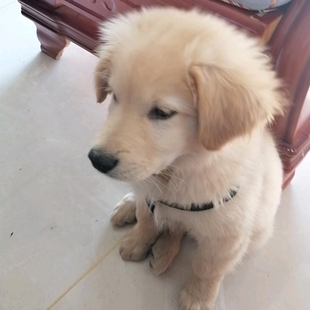 自由飞翔