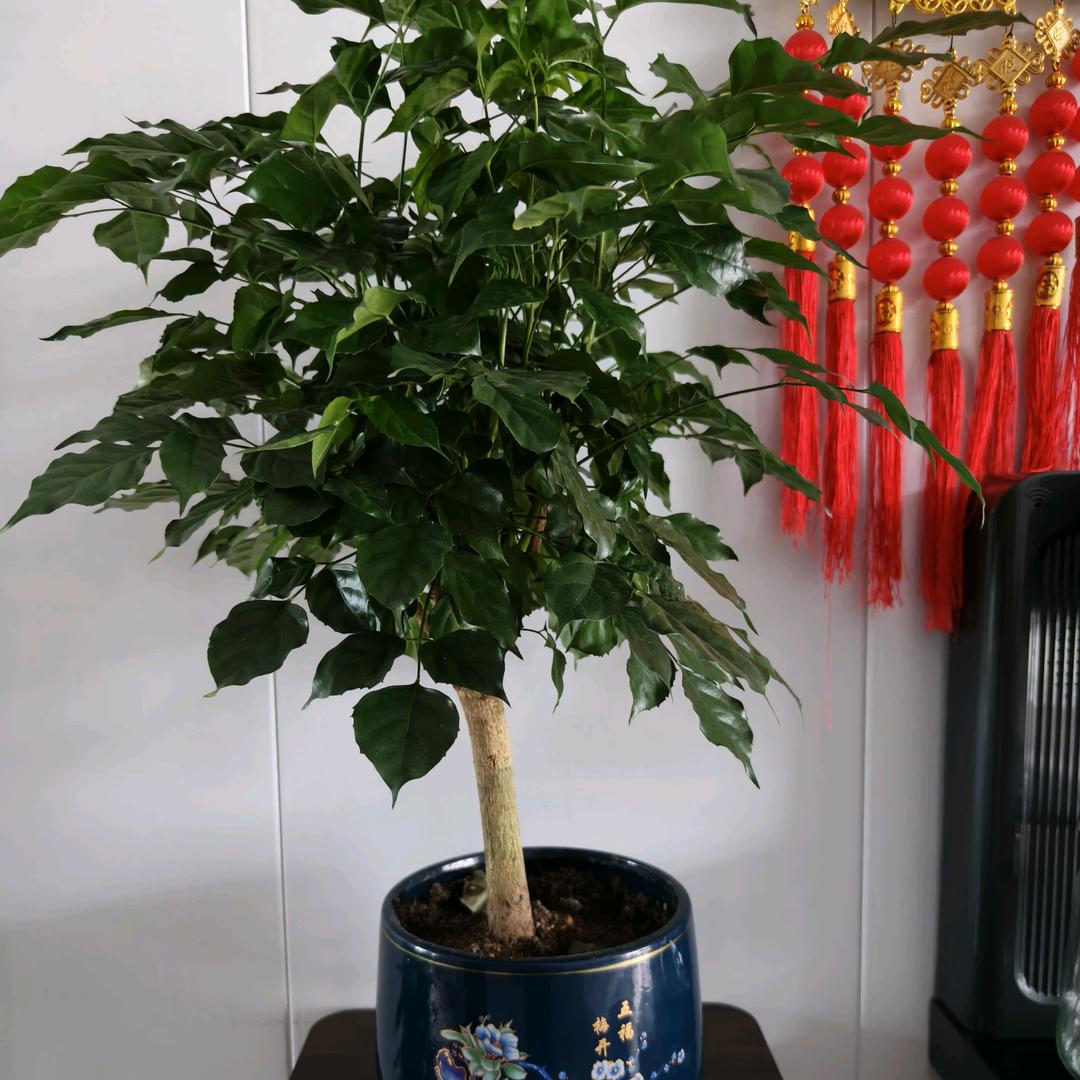 几何（连赞加黑）