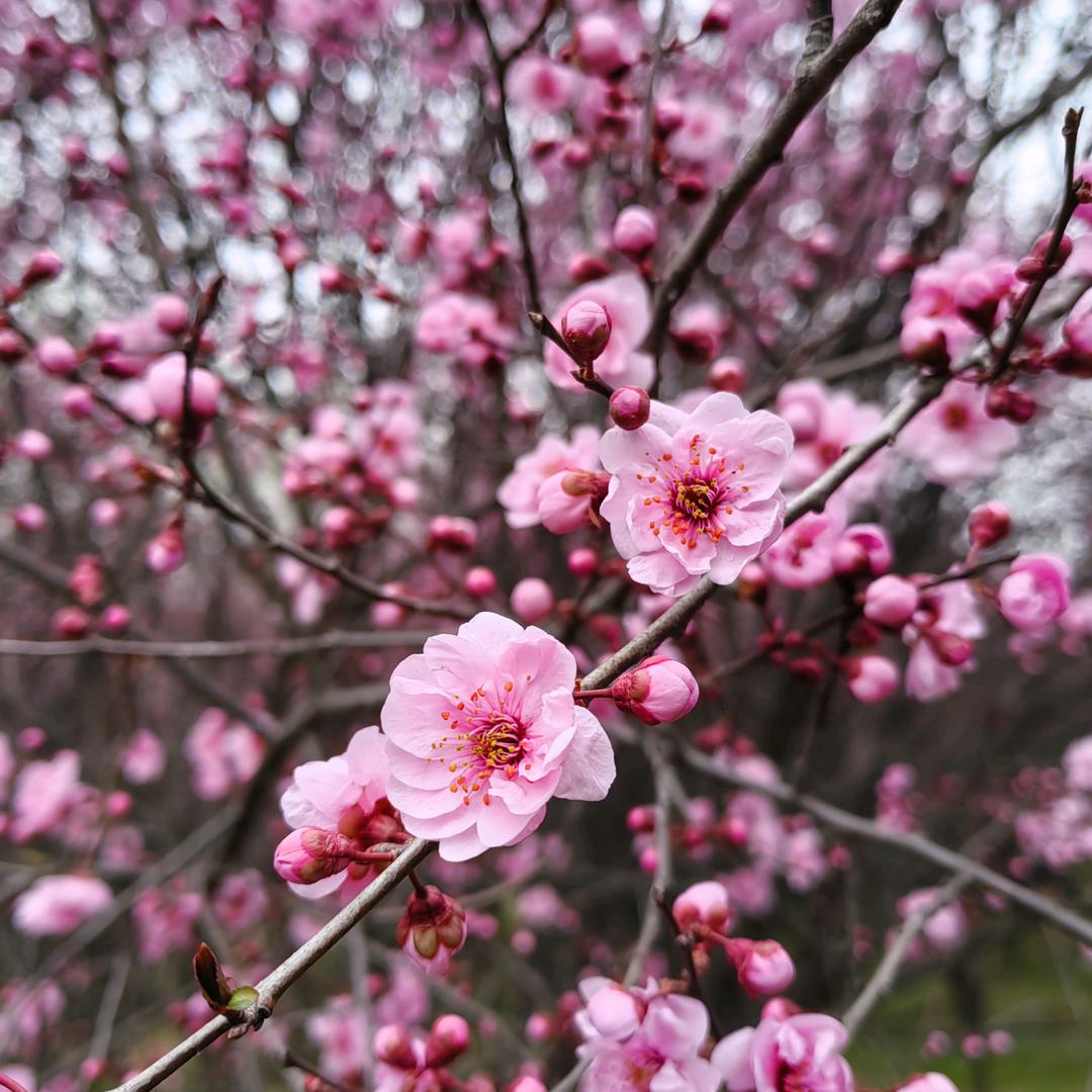 💗᭄肖入💞⃨᪲尹心ꦿ⁵²⁰