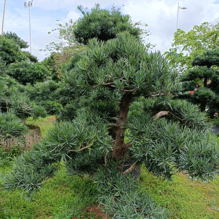 一路向阳