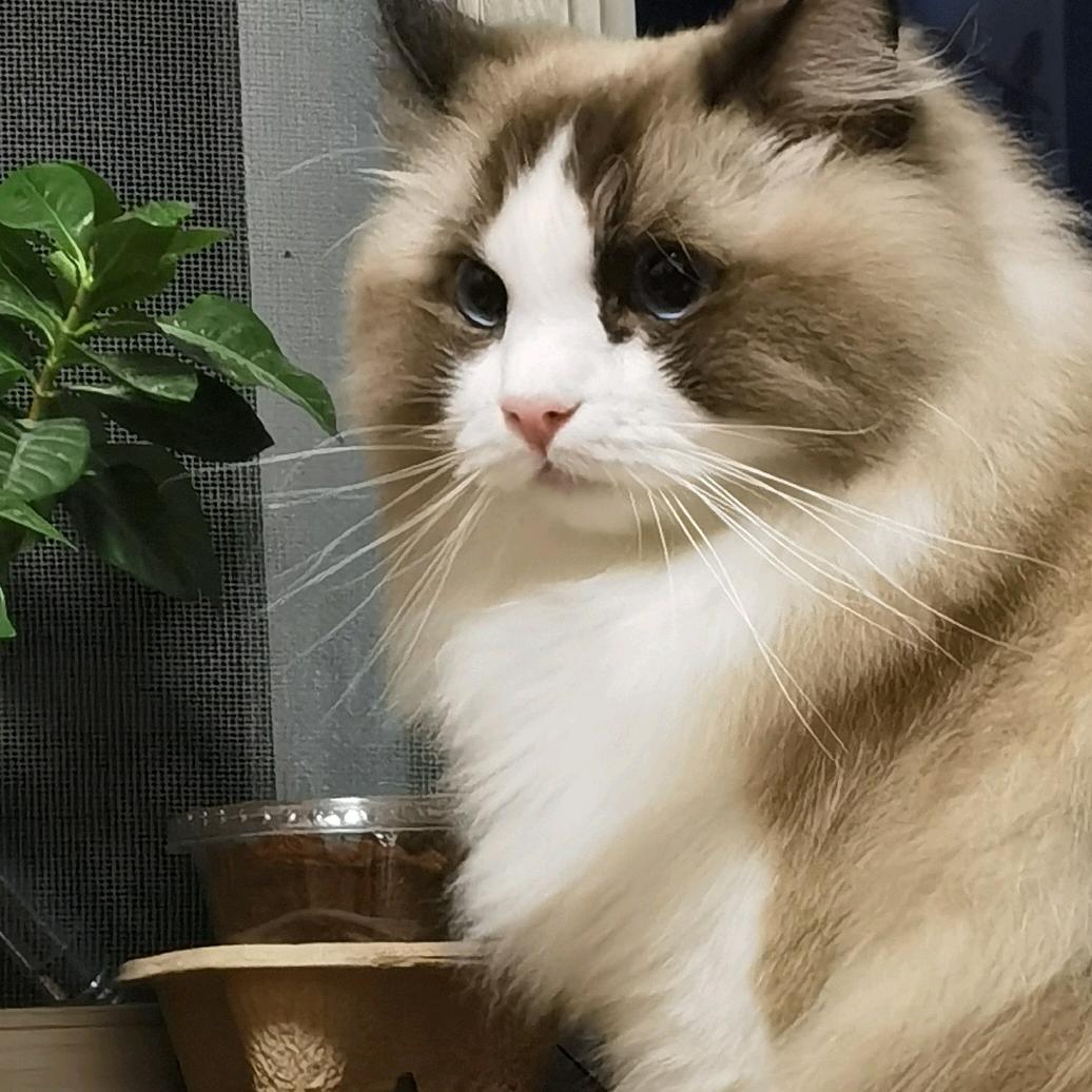 富贵是只喵（持续涨粉有关必回）