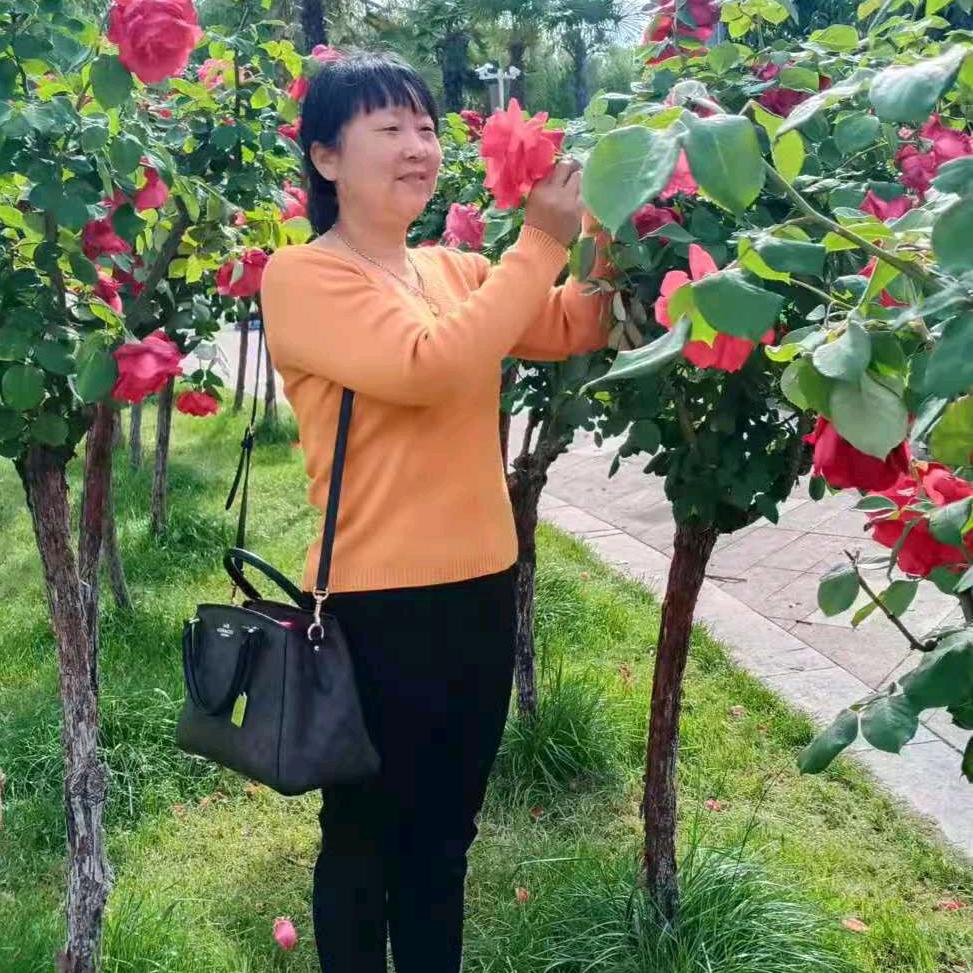九月菊