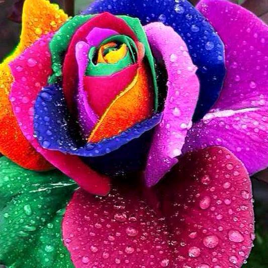 掌上明珠  肖红芬