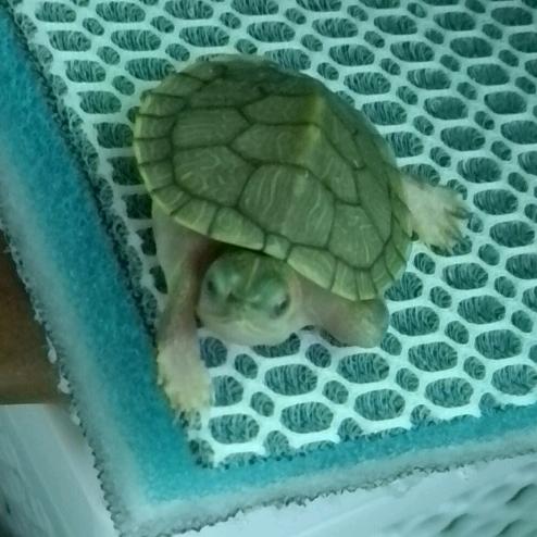 超自然——爱乌龟