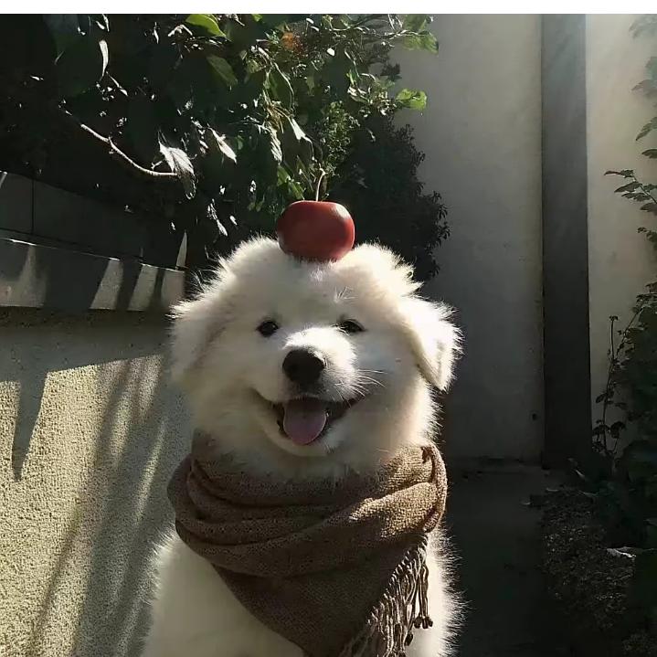 聊城土特产代购
