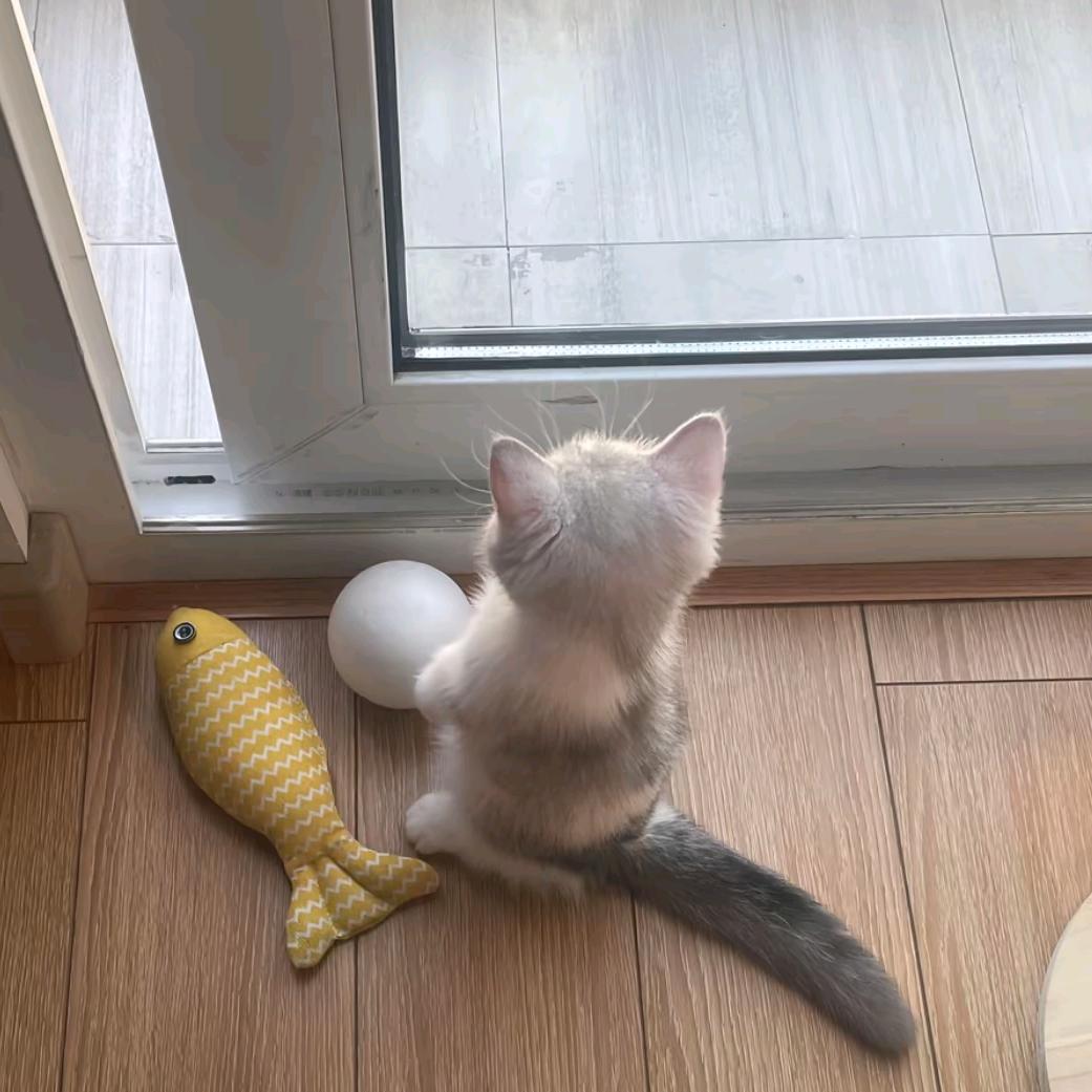 小依