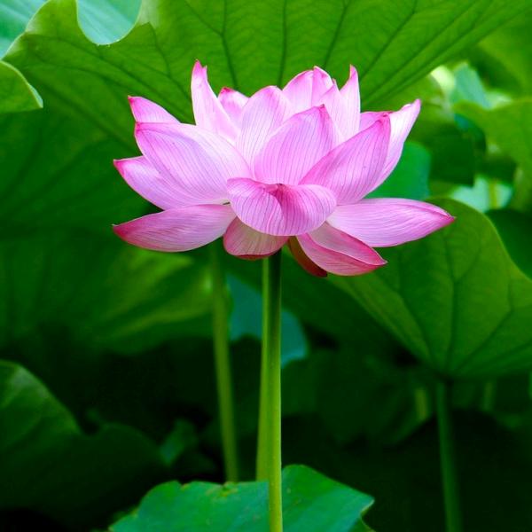 轻荷映月