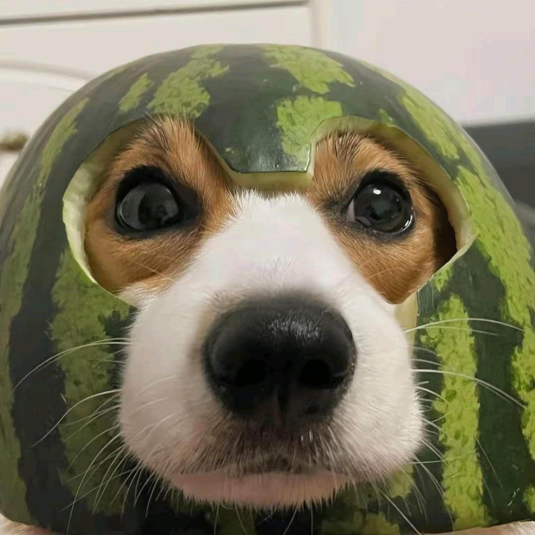 憨憨呆呆