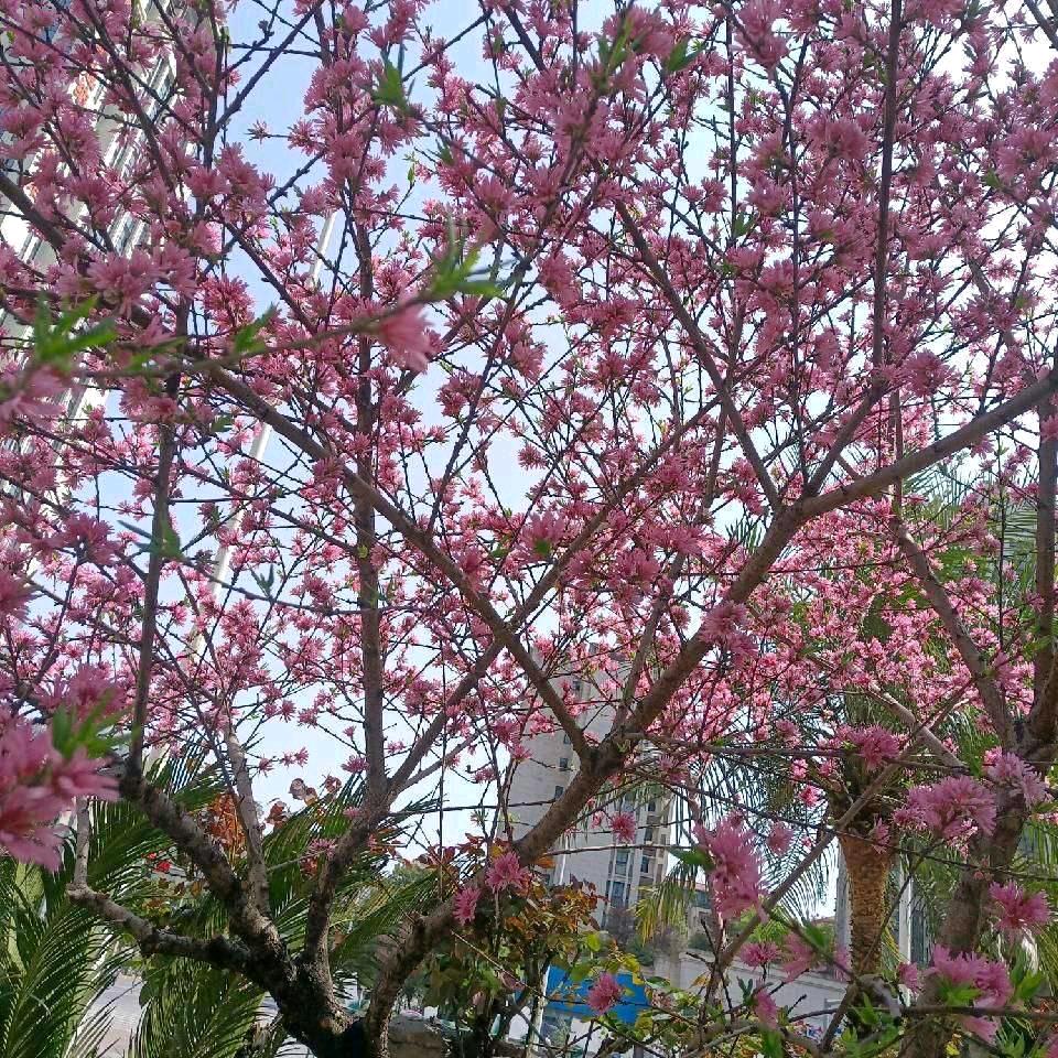 平安就是幸福韦韦