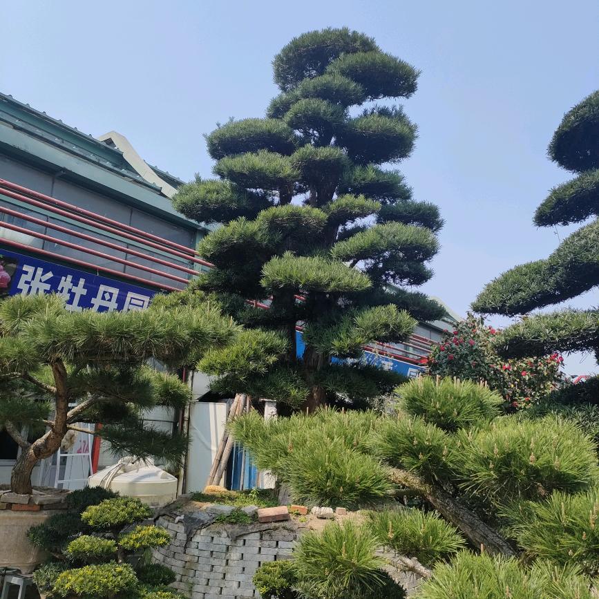 年轮