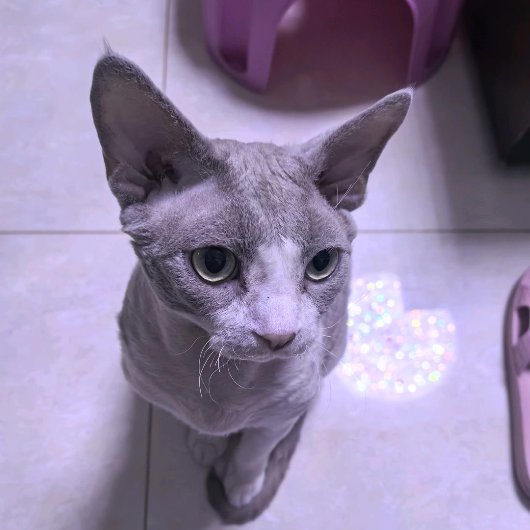 海盐卷卷猫🐱