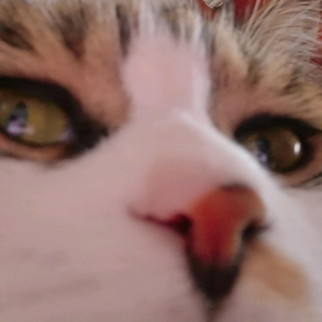 尧姜