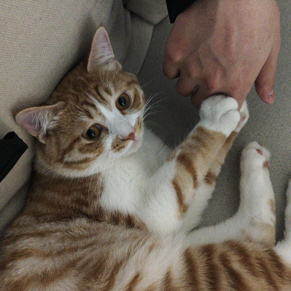 子秋总是睡不醒