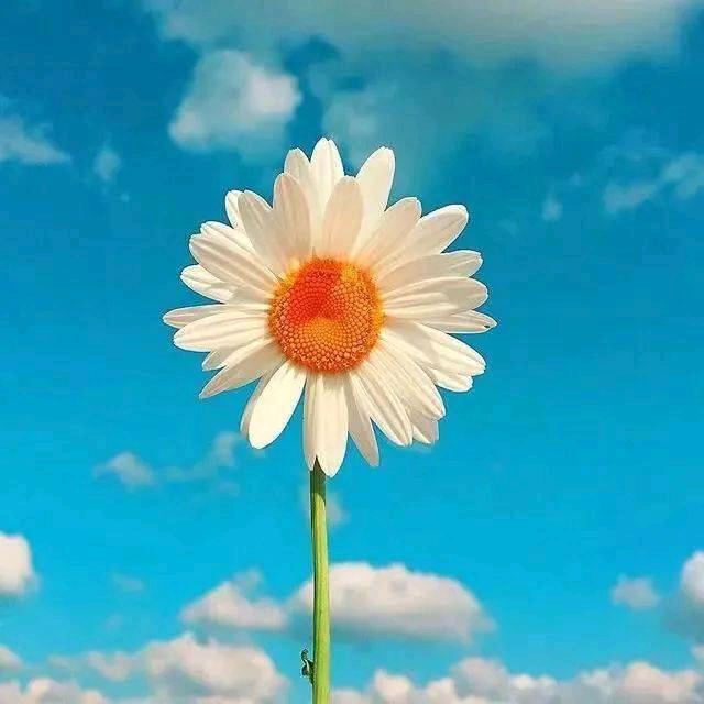 小唐网约车老司机