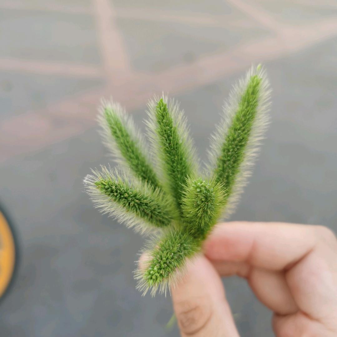说啦不加糖头像