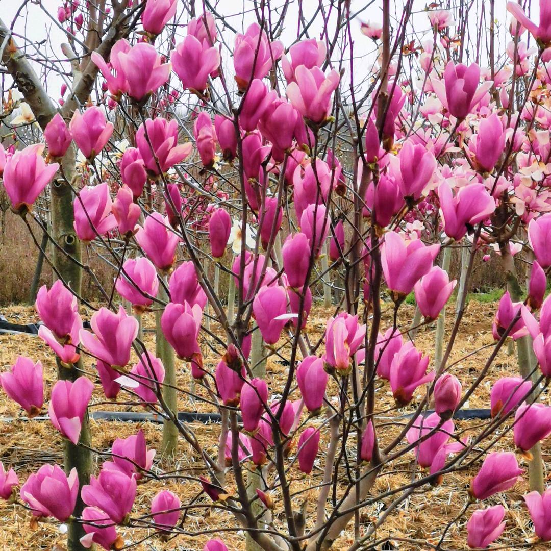 美庭丽墅巨乐园艺专卖店