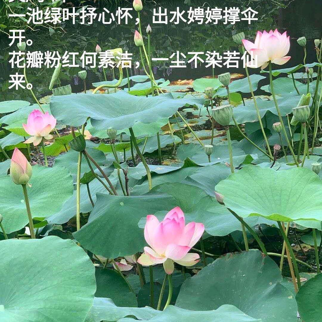 把酒临风