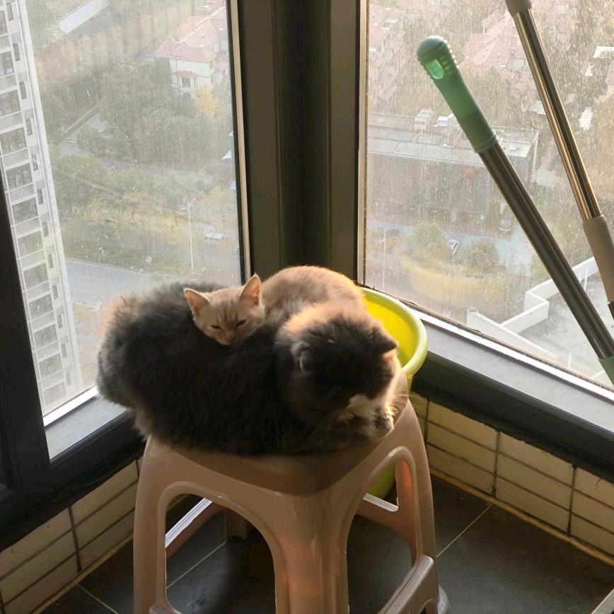 ʕ•̫͡• ʔ•̫͡•ཻʕ⌒♡
