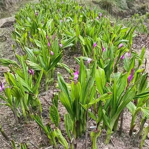 中药材种植基地