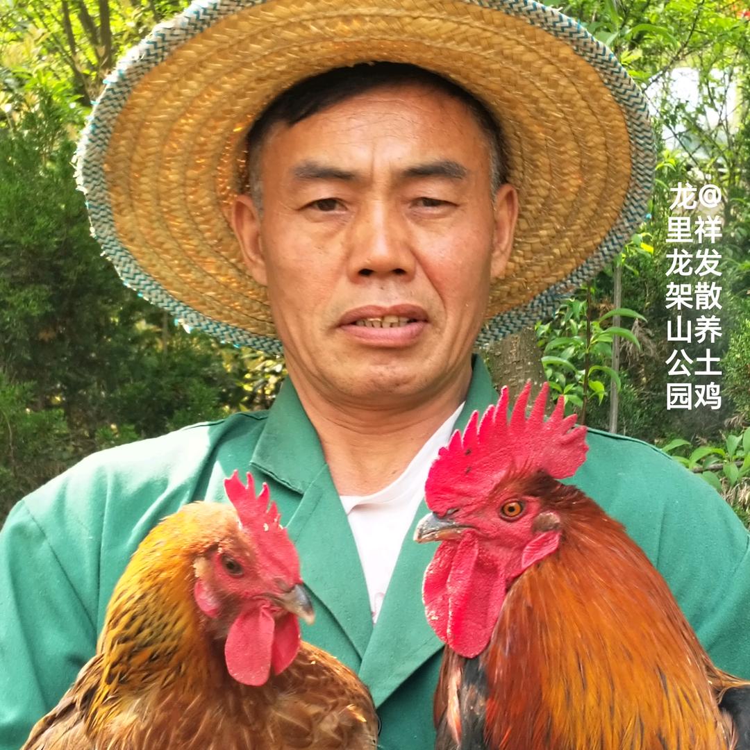 鸡多多