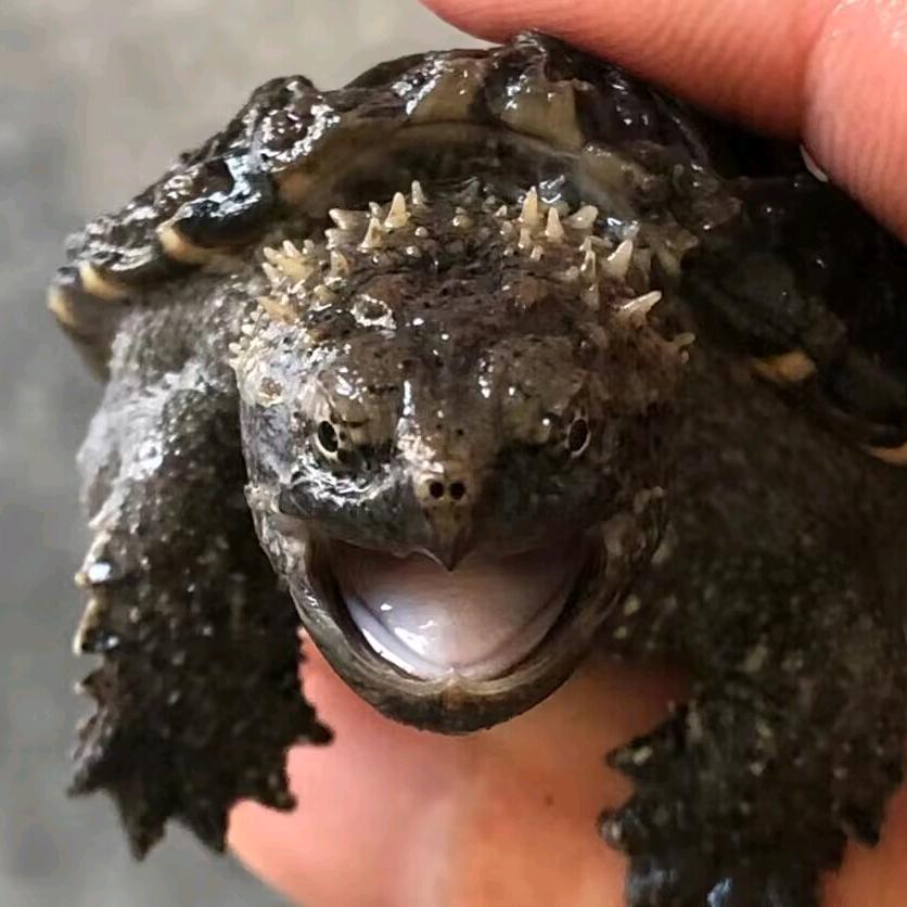 交个朋友吧龟宠