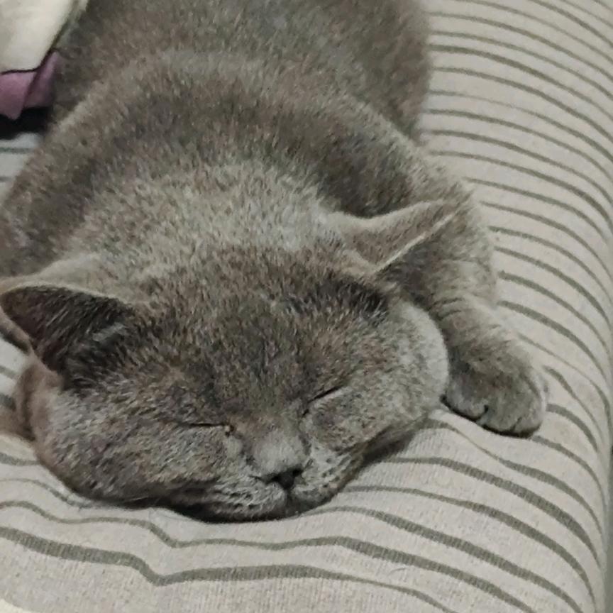 赖几狗头像