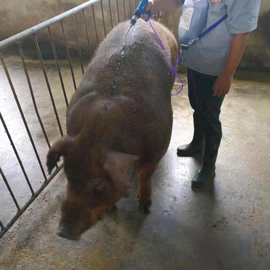 老张教你养好猪