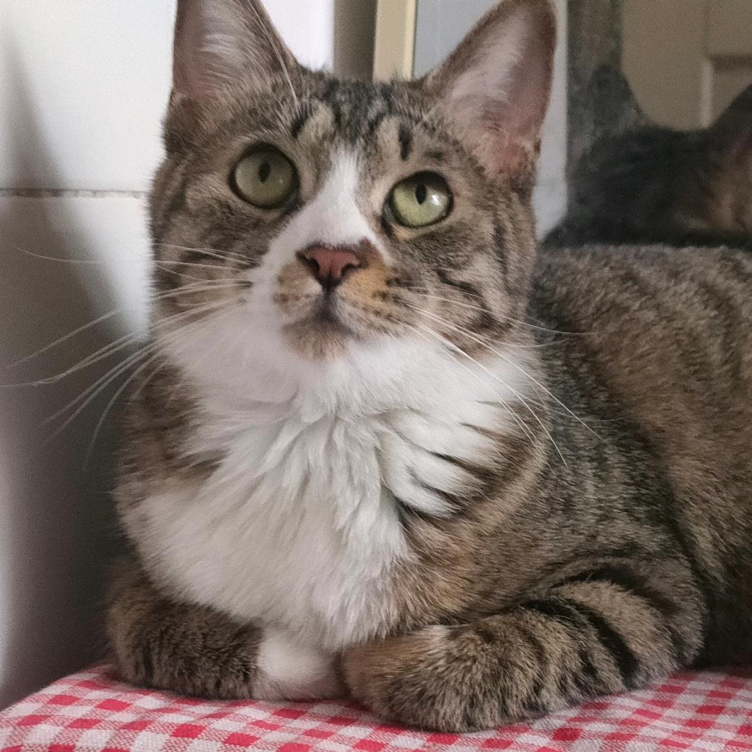 豆豆猫呀