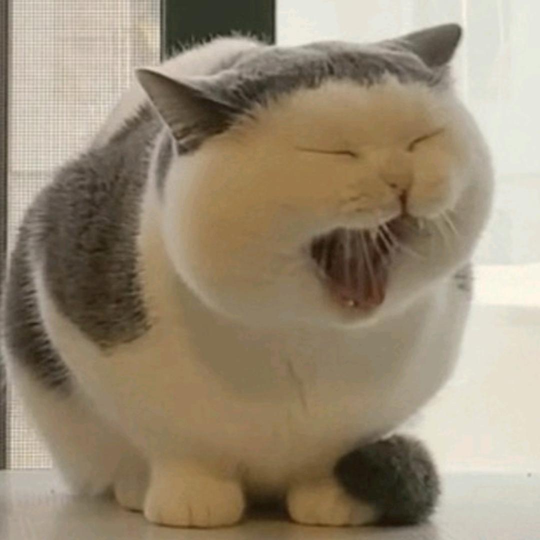 家乡的猫