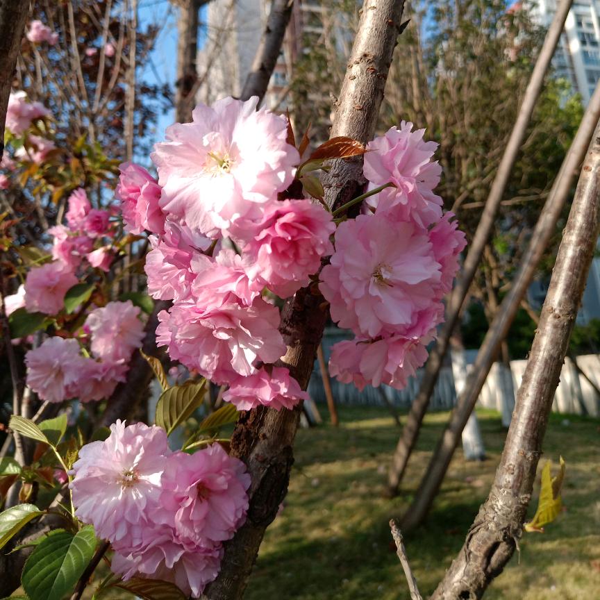 🍡半颗糖🍢