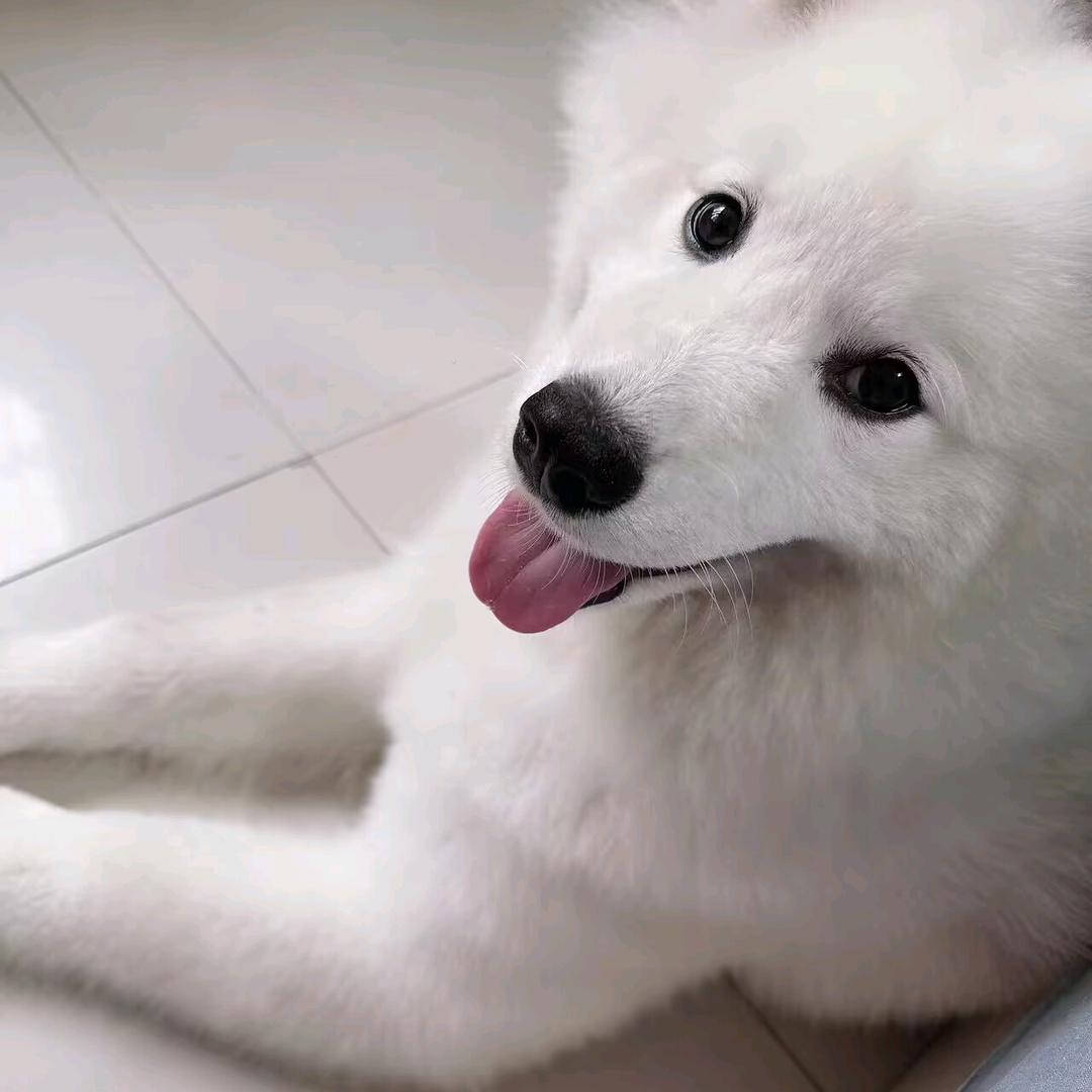 西瓜籽的歌