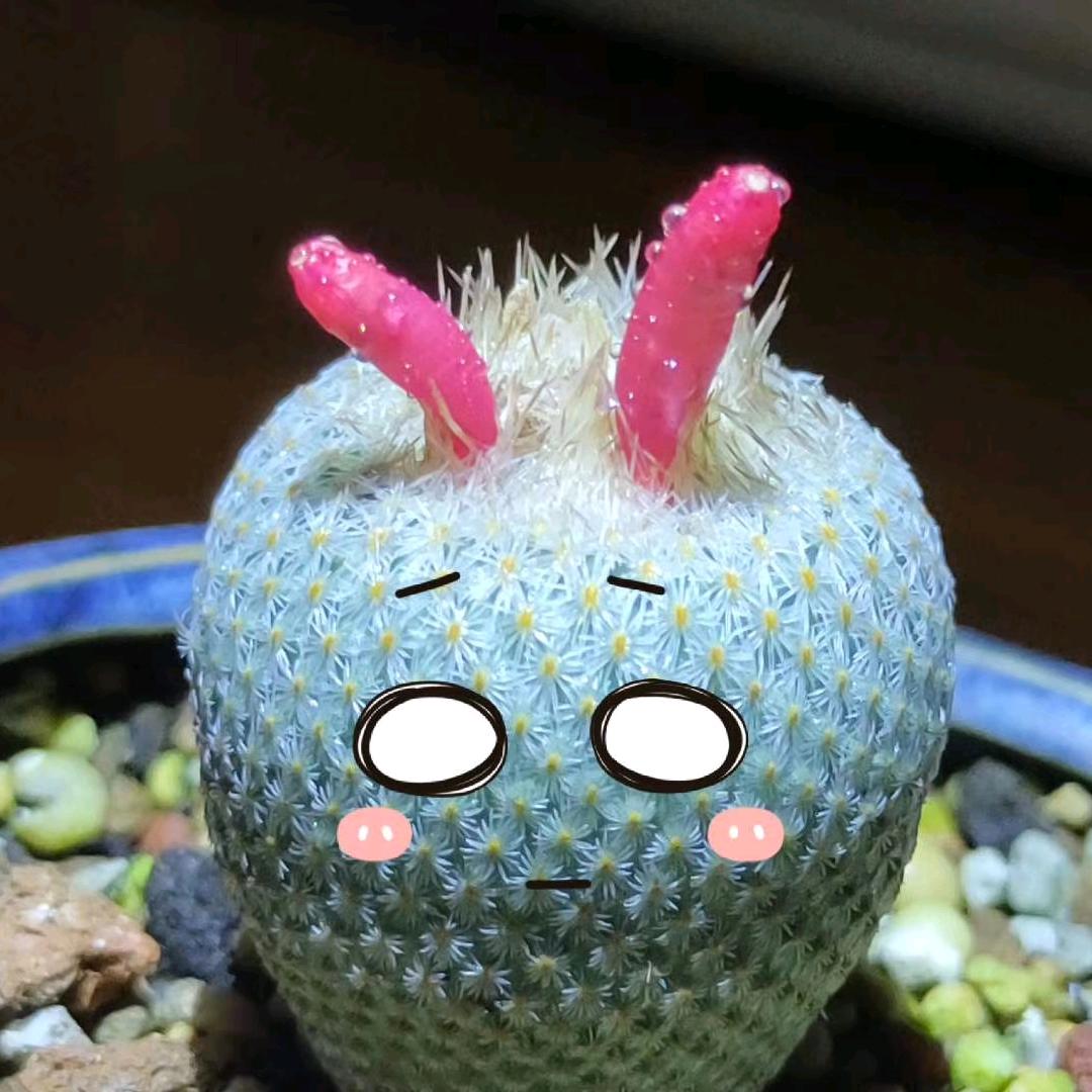 爸爸叫爸比妈妈叫妈比嫂子叫嫂比