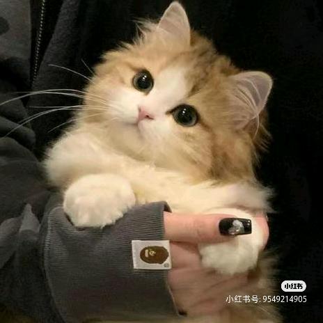 念愵