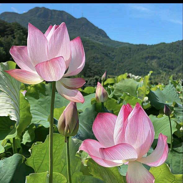 匆匆那年（团购）