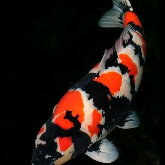 泓湾水产精品店