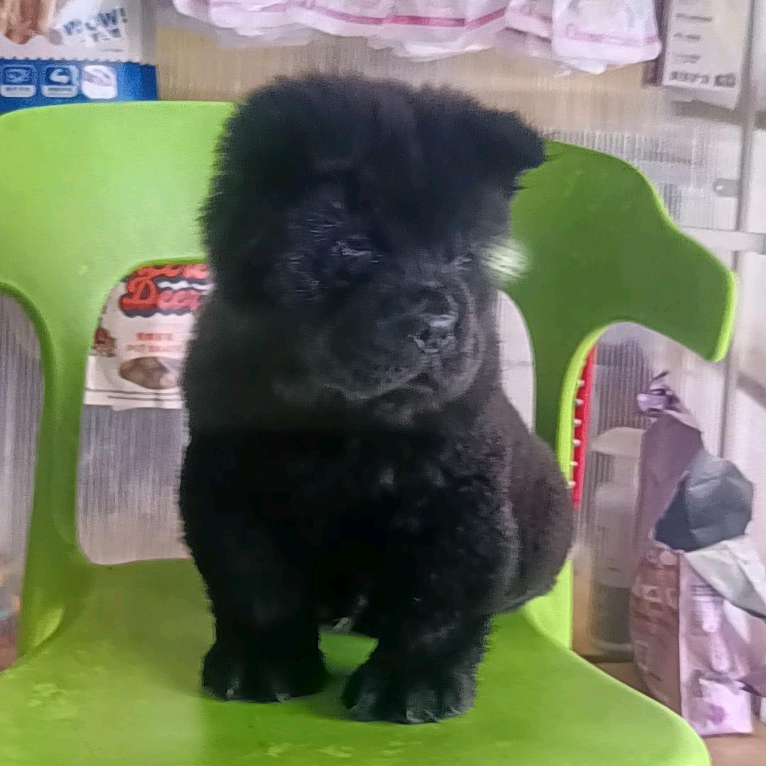 徐州雷霆五黑犬繁育基地