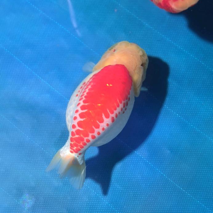 宗介的波妞（兰寿）