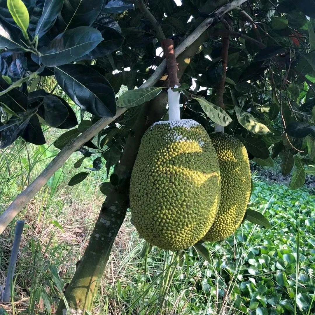 东南亚水果供应链-孙欣