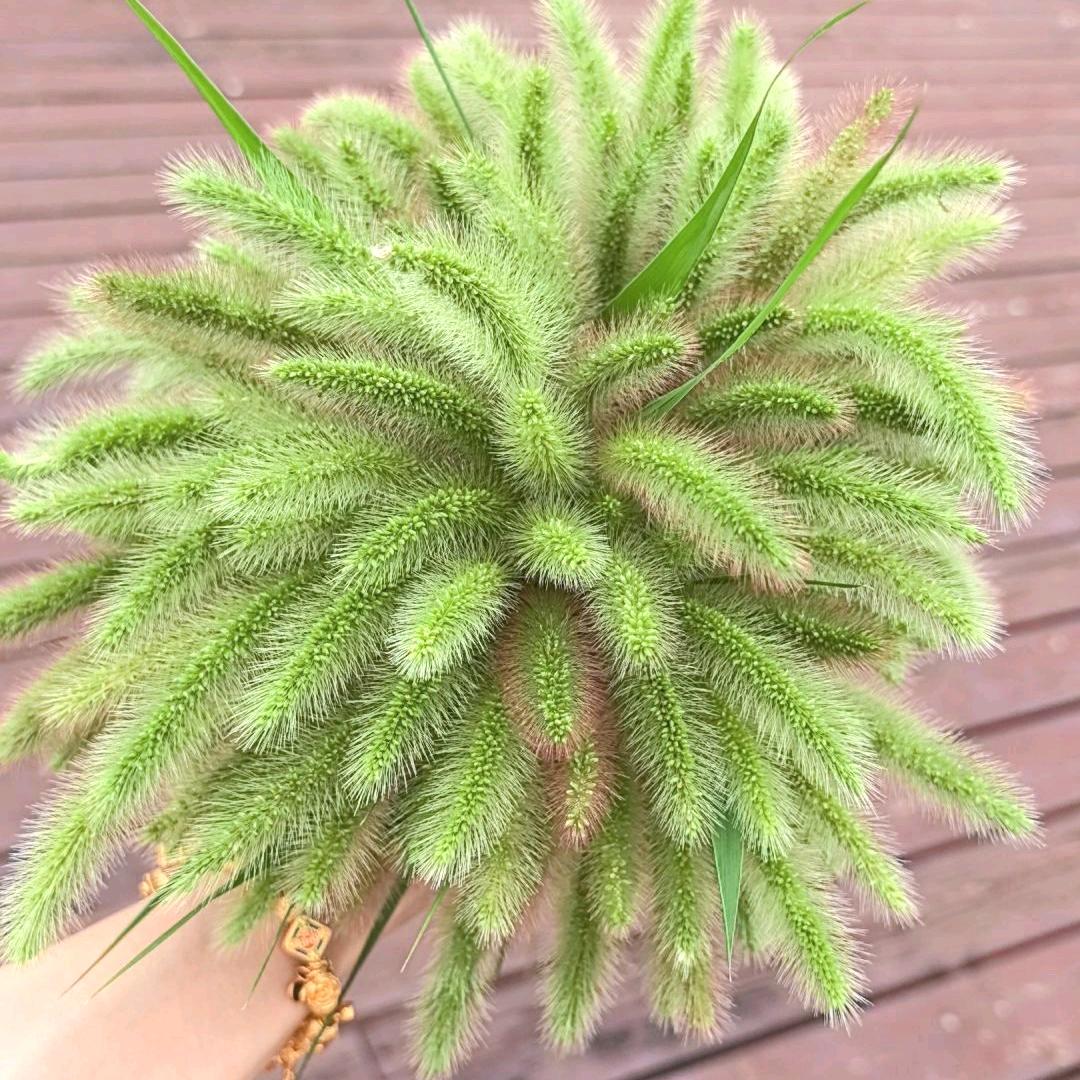 伟涵唐