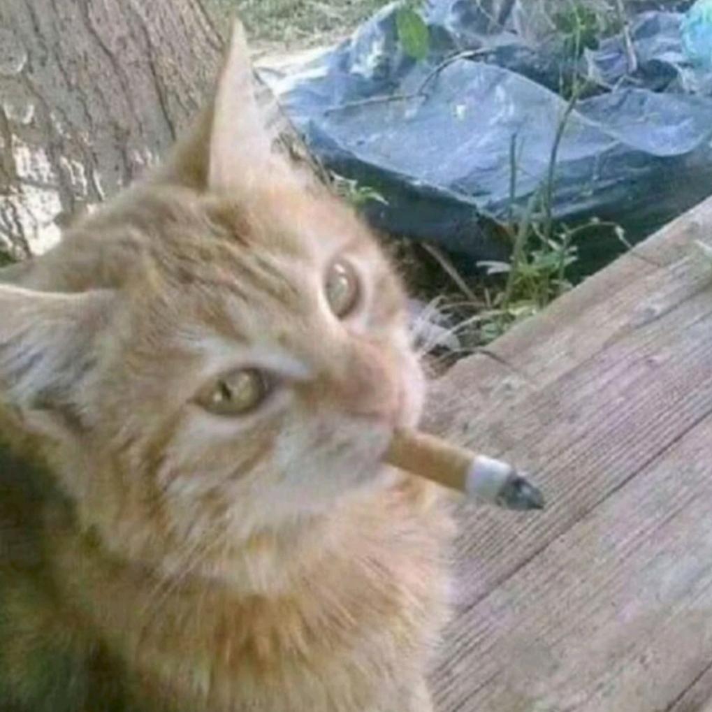 绝情毒妇